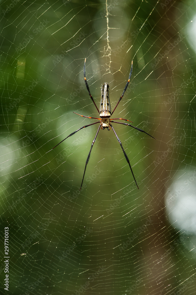 Spider on cobweb, Thailand. Spider on cobweb, Thailand.