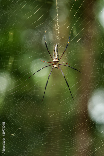 Spider on cobweb, Thailand.