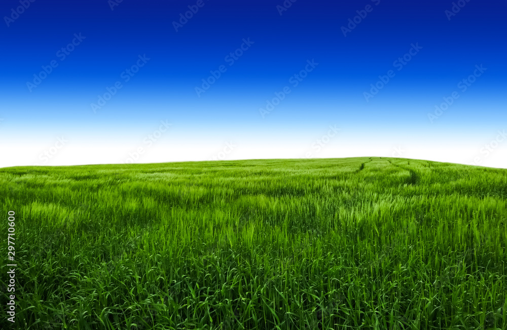 Summer field with green grass