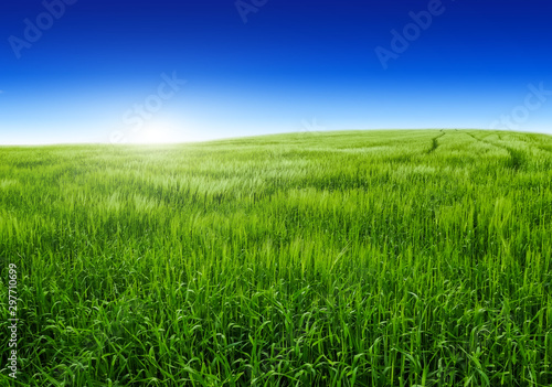 Summer field with green grass