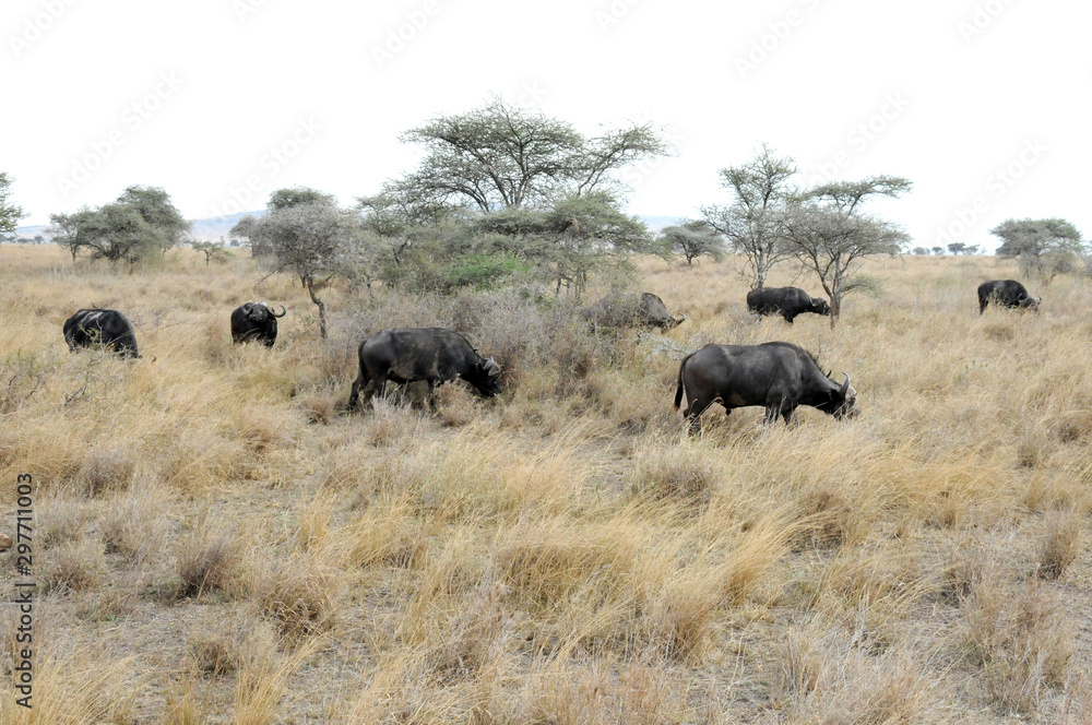 Wild buffalo in Serengeti national park, Tanzania. Wild buffalo in Serengeti national park, Tanzania.