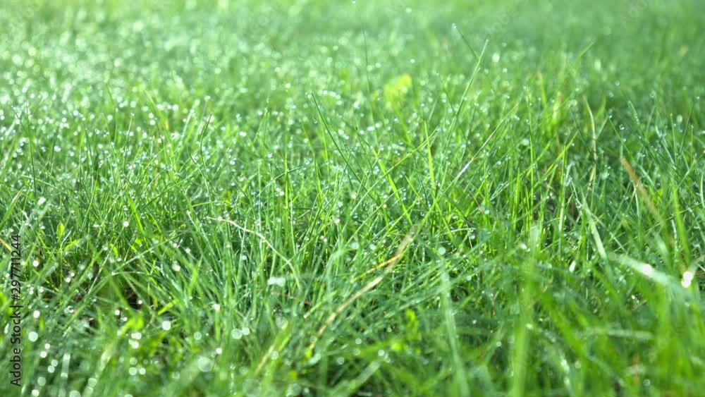 Natural environment wild green grass plants, 4k nature background Natural environment wild green grass plants, 4k nature background