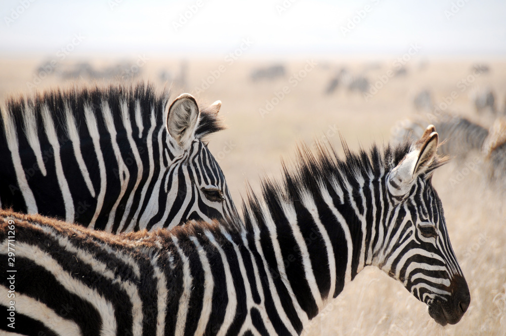 Fototapeta premium Close-up young zebra and mother in Serengeti park, Tanzania.