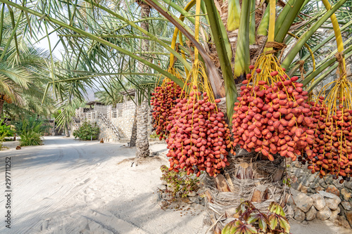 Dates on a date palm at Zighy Bay in Musandam, Oman. photo