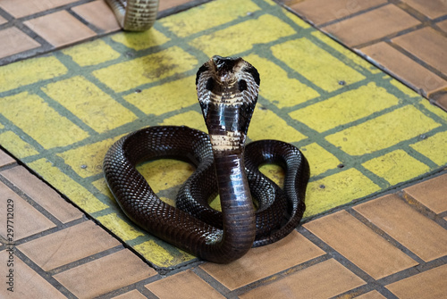 Black king cobra photo