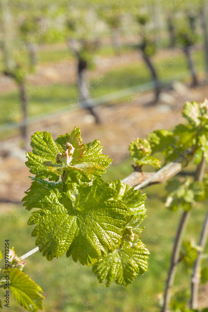 Fototapeta premium detail of young vine leaves and shoots growing in organic vineyard