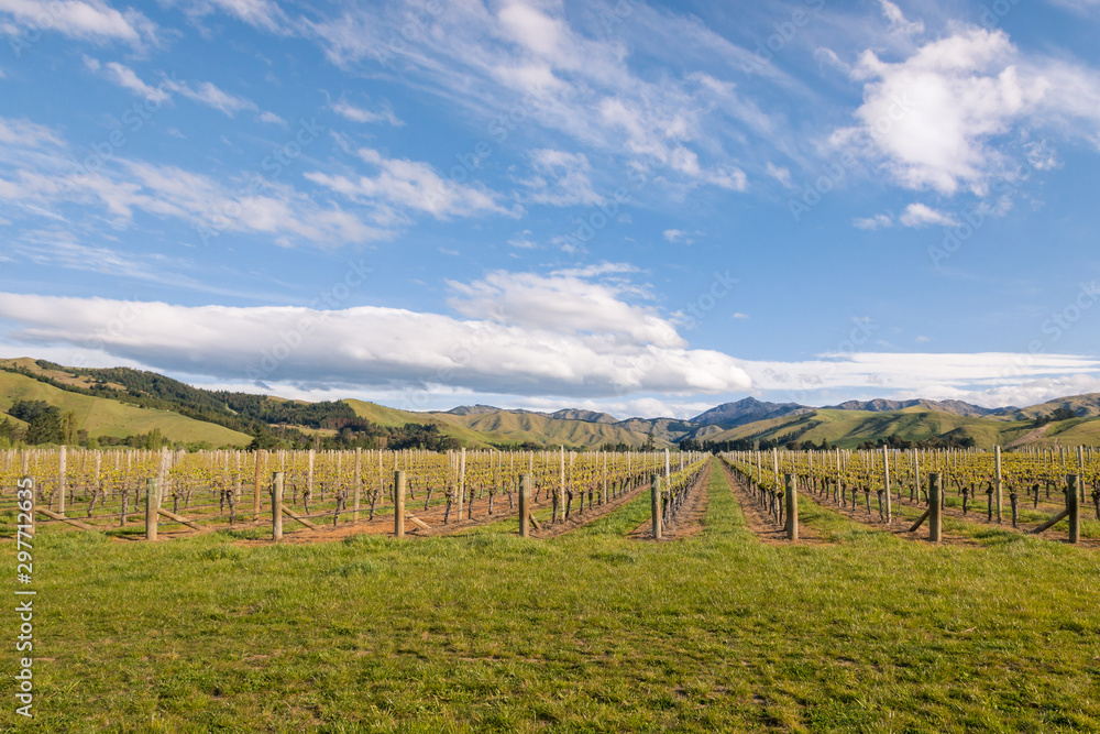 New Zealand vineyard landscape in early spring with blue sky and copy space