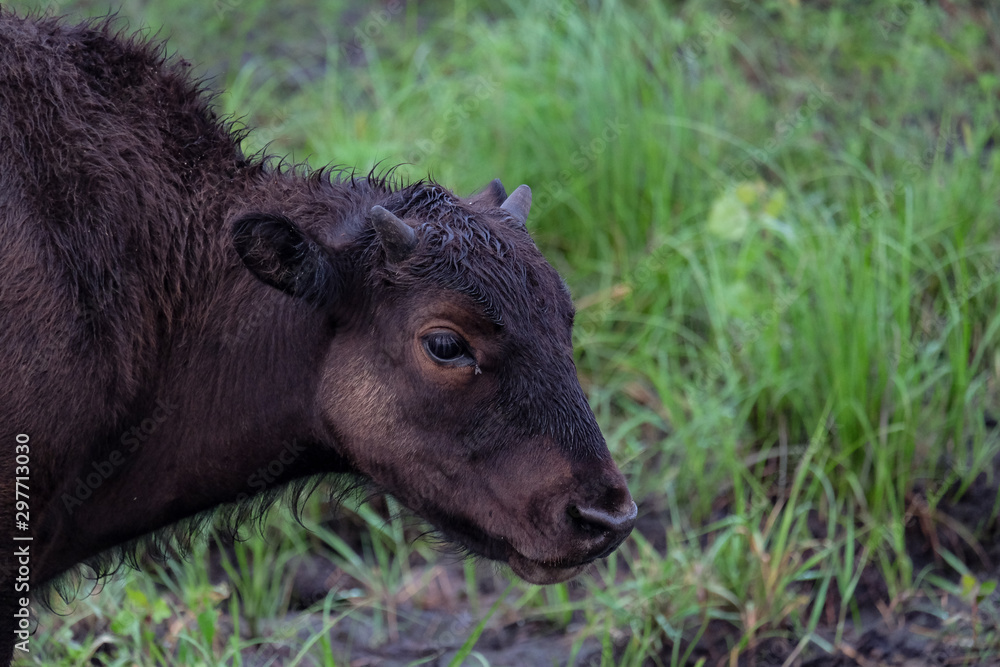 Bison calf