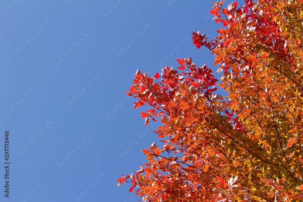 Upward view red leaf texture of maple tree tops in autumn with blue sky background and copy space Upward view red leaf texture of maple tree tops in autumn with blue sky background and copy space