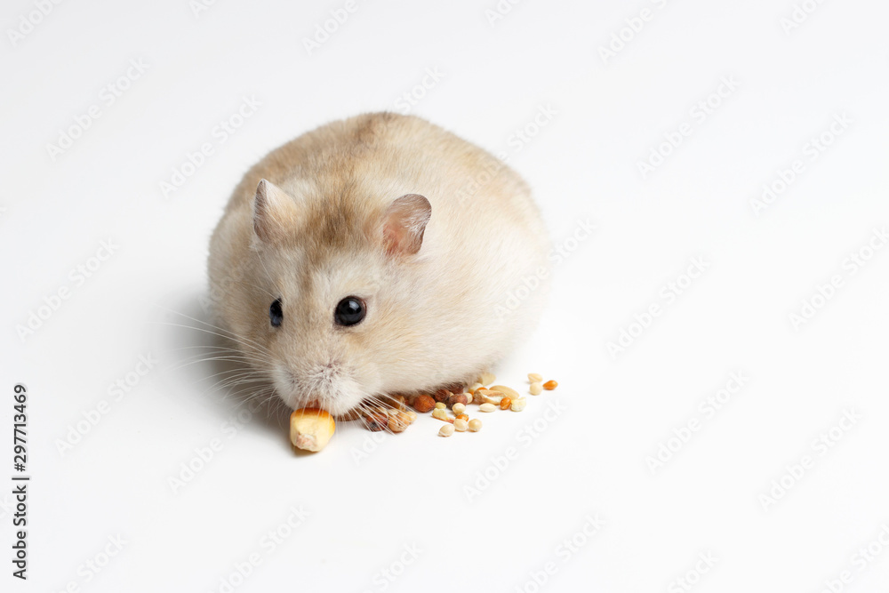 Dwarf furry hamster eating food on white background, front view Dwarf furry hamster eating food on white background, front view