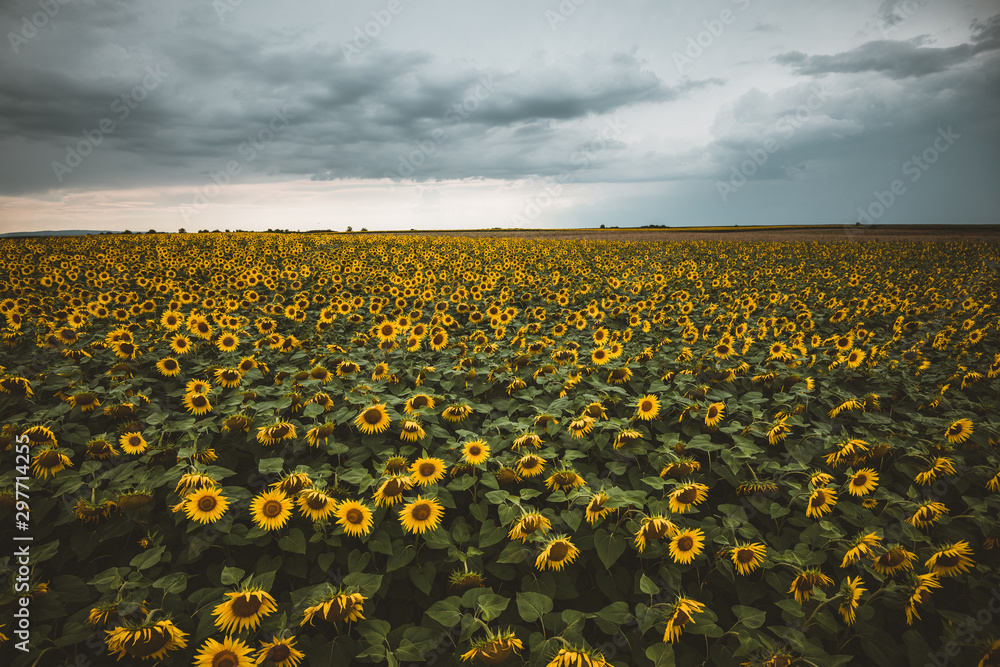 Fototapeta premium field of sunflowers