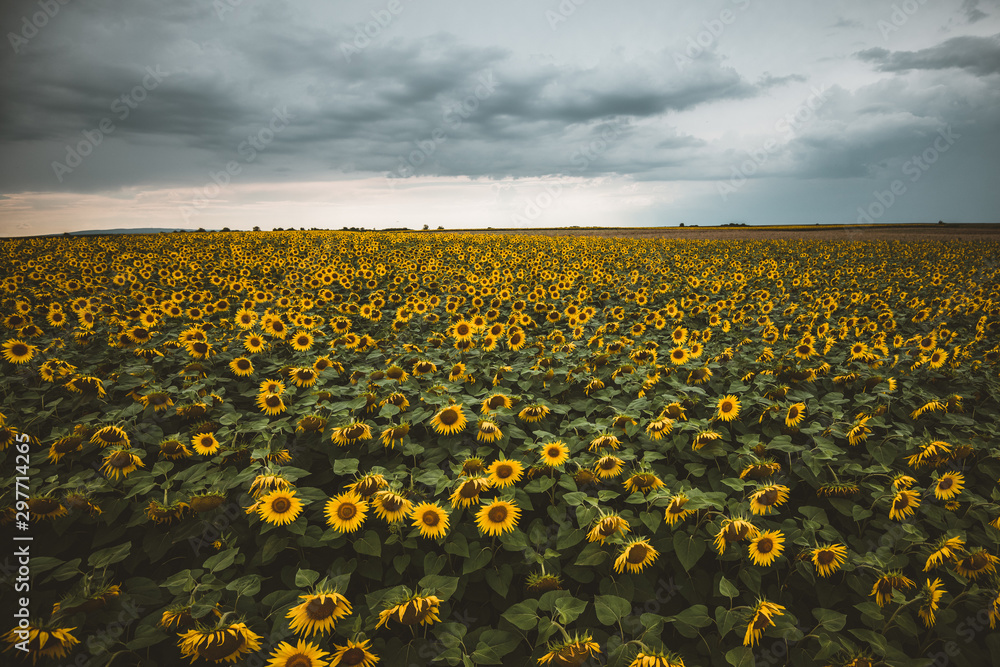 Obraz premium field of sunflowers