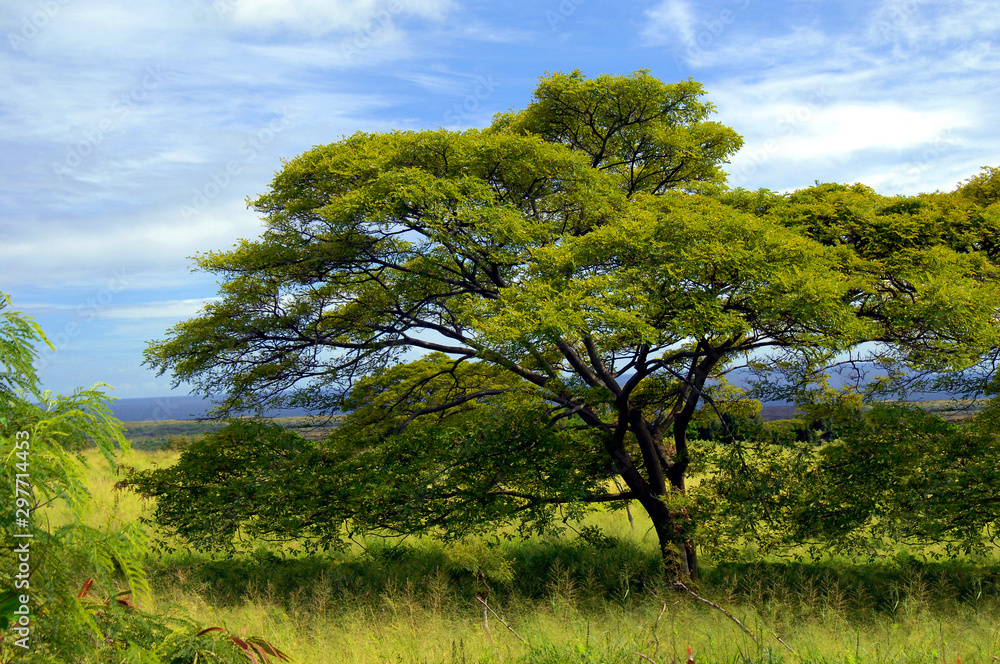Fototapeta premium Ancient Monkey Pod Tree