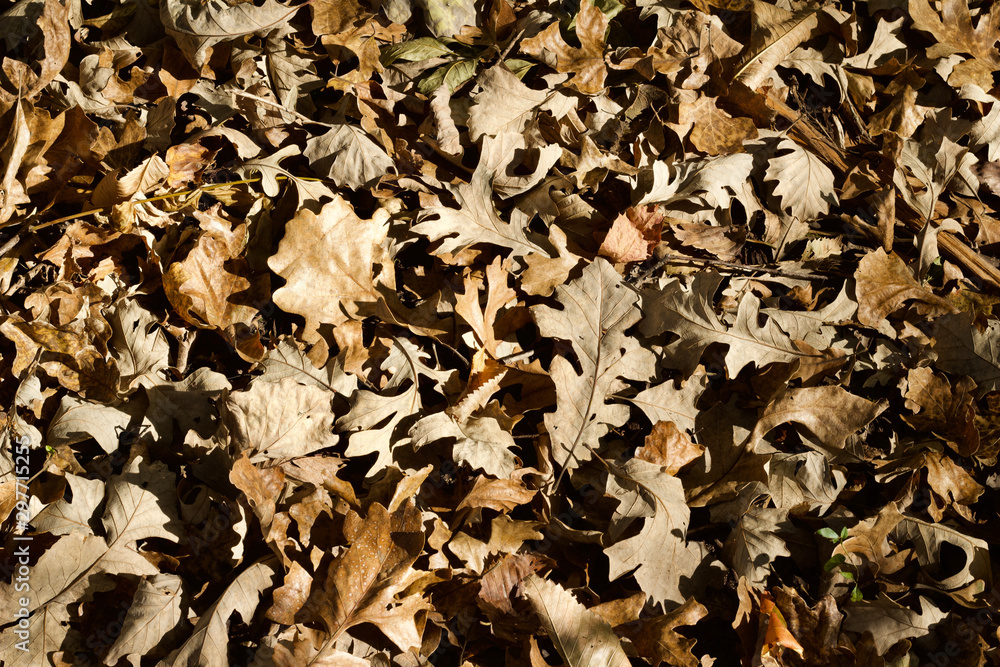 Close up texture background of autumn brown color oak leaves on the ground Close up texture background of autumn brown color oak leaves on the ground