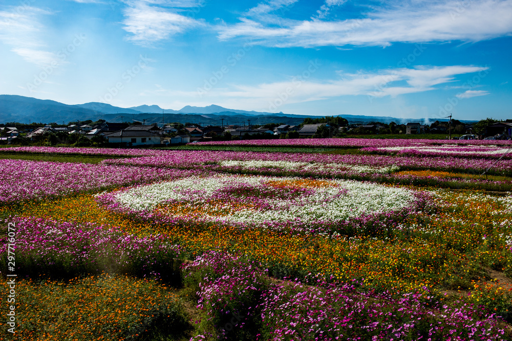 Fototapeta premium 三光のコスモス