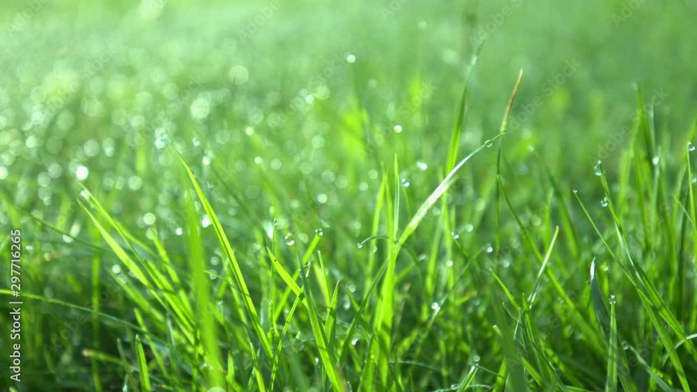 Sunlight reflections waterdrops on green wild grass Sunlight reflections waterdrops on green wild grass