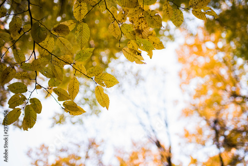 autumn leaves on tree
