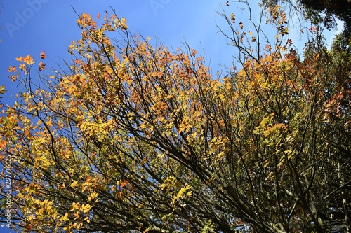 Tree branches with colorful leaves against blue sky.
