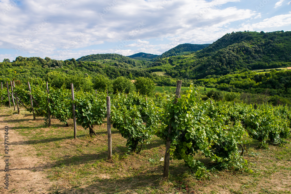vineyard in Serbia 