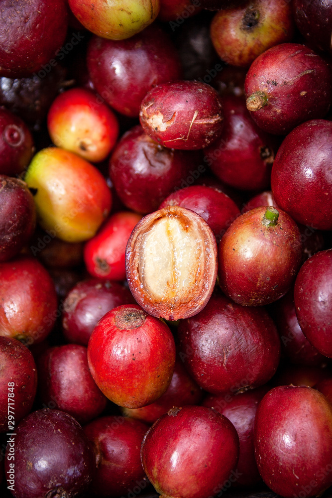 Cafetales en Chinchiná Caldas, café y revisión de el producto en el
