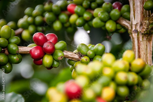 Obraz na płótnie Cafetales en Chinchiná Caldas, café y revisión de el producto en el campo Colombiano Paisaje Cultural CAfetero w salonie
