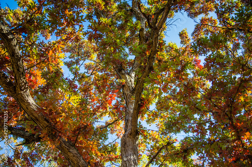 Oak Leaves in Fall
