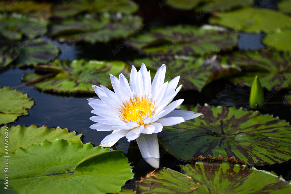 White Water Lily Flower and Lily Pads on Pond