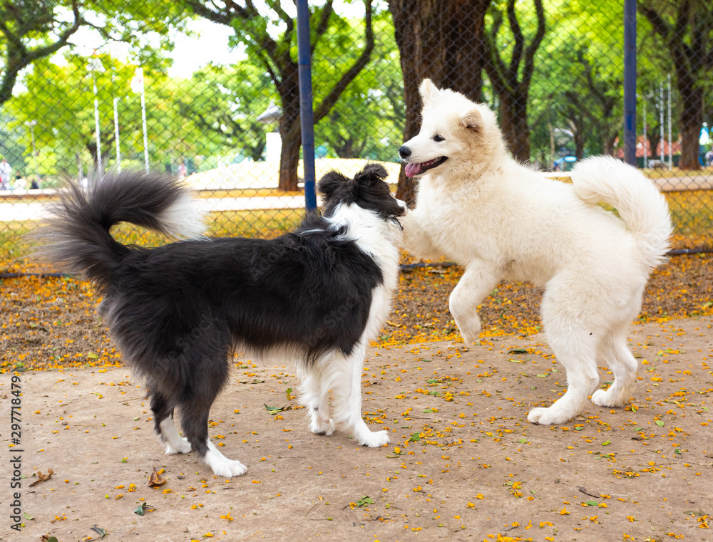 A A Samoyed puppy playing with a Shetland Shepherd puppy. puppy playing with a Shetland Shepherd puppy A A Samoyed puppy playing with a Shetland Shepherd puppy. puppy playing with a Shetland Shepherd puppy