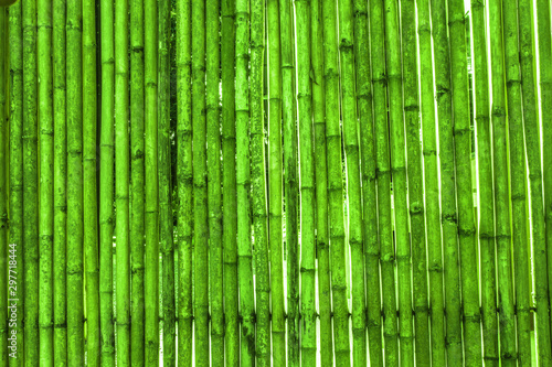 Fototapeta Naklejka Na Ścianę i Meble -  Various bamboo trees with natural colors