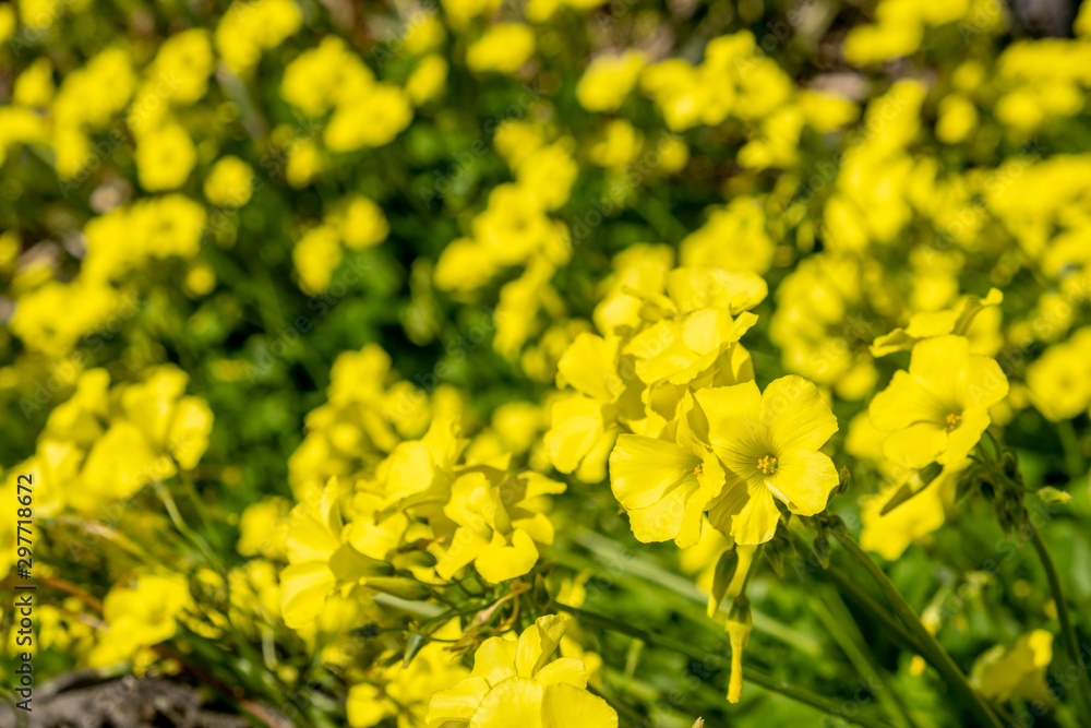 Beautiful yellow flowers in a field under bright sunlight - shallow focus Beautiful yellow flowers in a field under bright sunlight - shallow focus