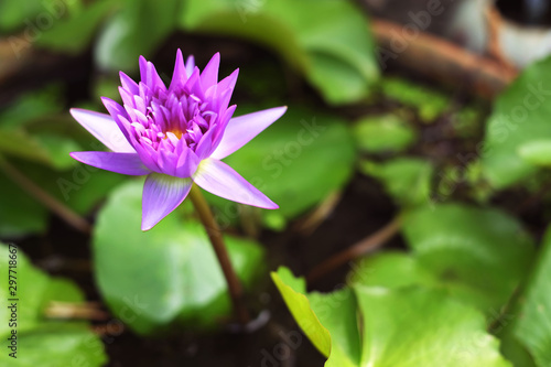 Beautiful purple lotus on green background