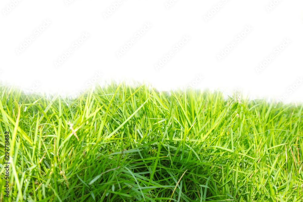 Green grass that is planted completely sunlight Green grass that is planted completely sunlight