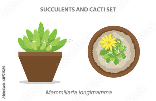 Mammillaria Longimamma Succulent and Cacti Set Vector Illustration