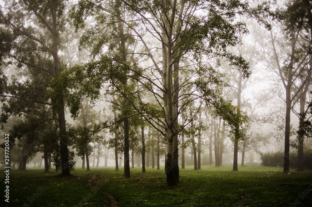 Obraz premium trees in the park