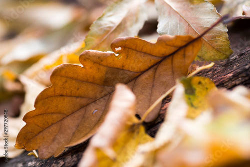 autumn leaves on ground