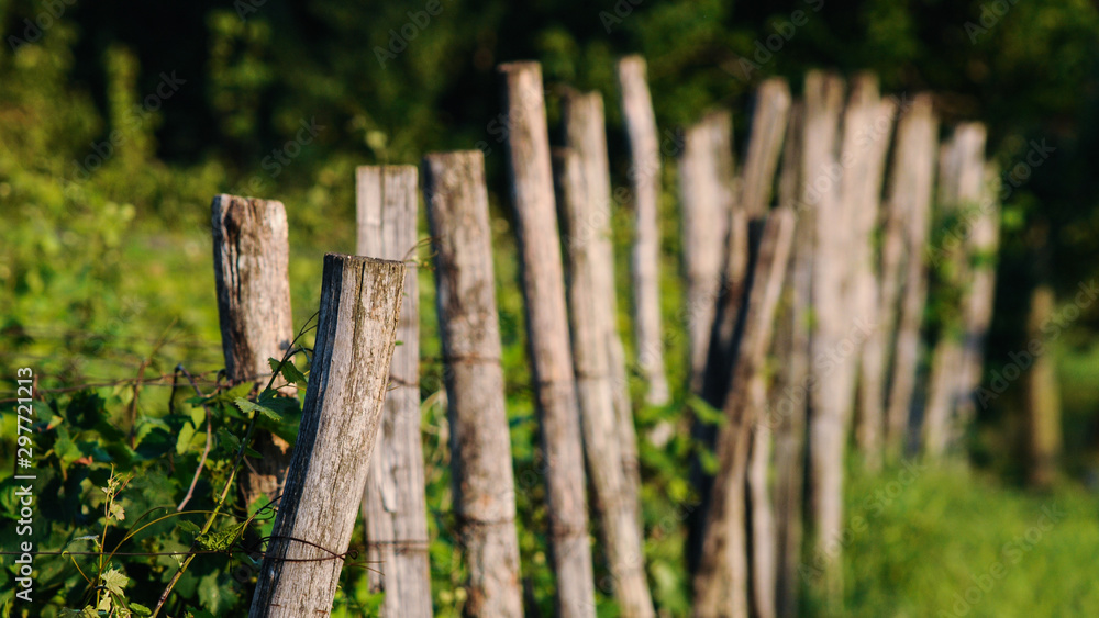 Fototapeta premium wooden fence and grass