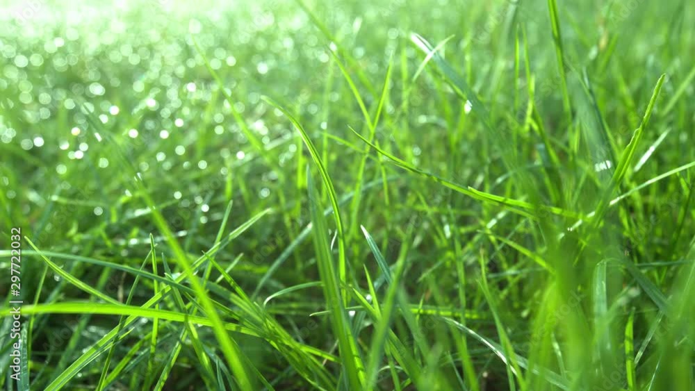 Grass outdoor macro, green nature backgrounds Grass outdoor macro, green nature backgrounds