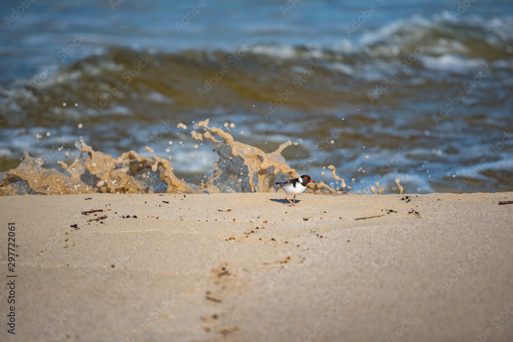 Hooded plover dodging waves