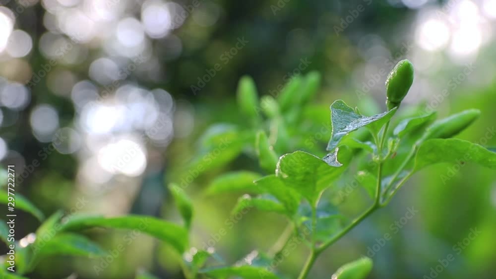 Chili hot peppers plant CAPSICUM FRUTESCENS LINN (BIRD CHILI, CHILI), Colorful variety of soft and ripe and white flowers on tree. selective focus