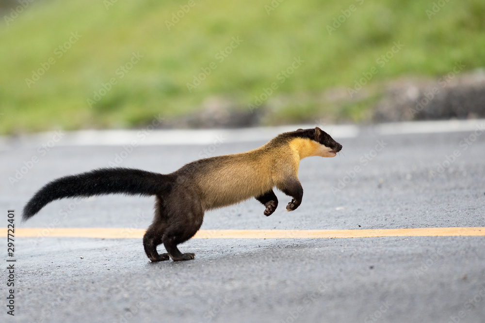 Yellowthroated marten (Martes flavigula), angle view, side shot, in