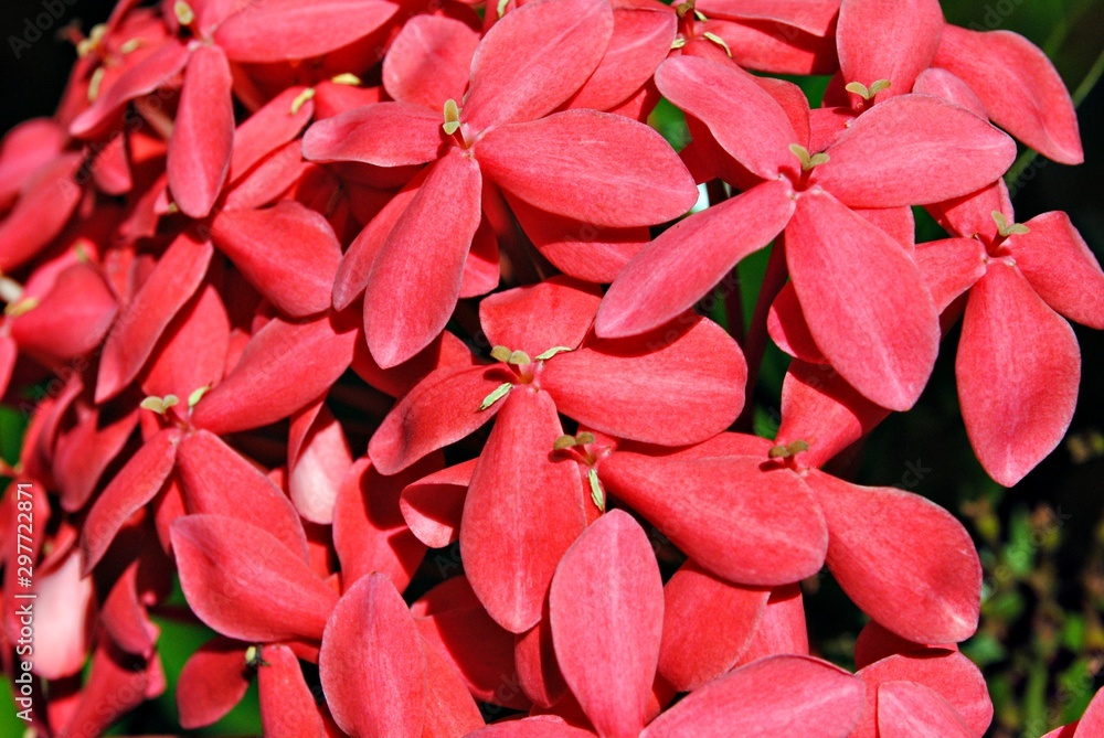 Close up of ixora coccinea Ixora Coccinea flowers, called Santan foto de  Stock | Adobe Stock