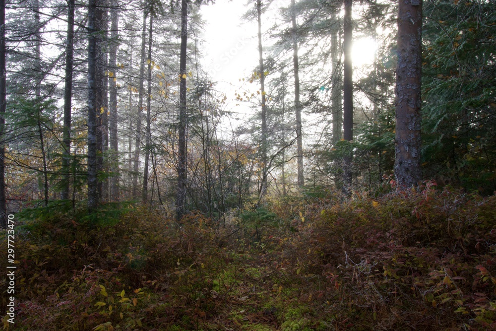 Naklejka premium Forest with light streaming through trees
