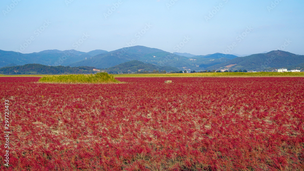 염전 주변에서 본 붉은 칠면초