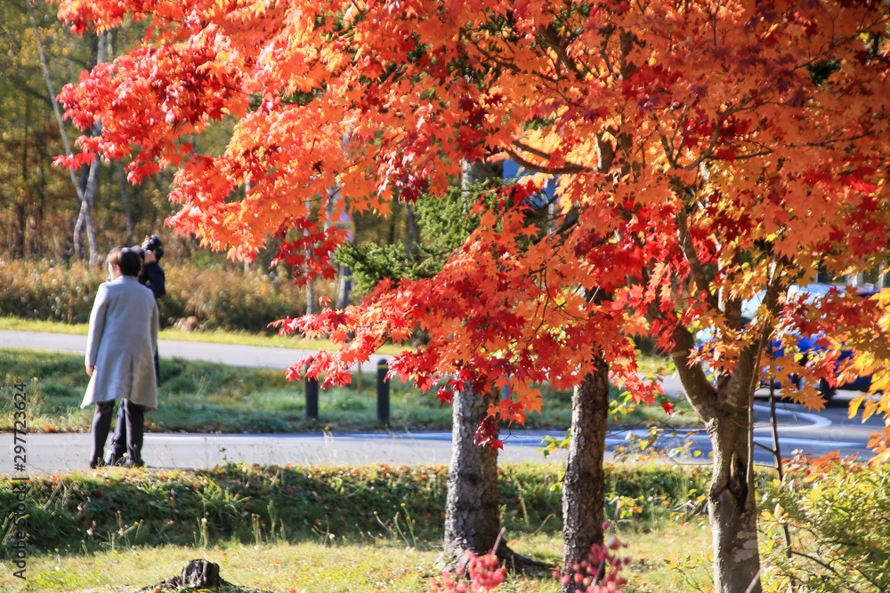 紅葉の木と老夫婦のシルエット Stock Photo Adobe Stock