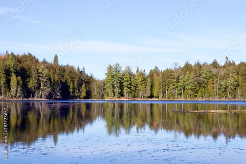Forest bank on a lake