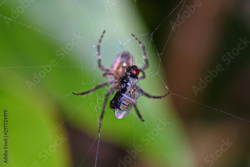 macro shot of spider with fly