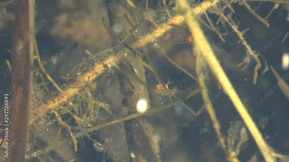 Daphnia magna is small planktonic crustacean and other small crustaceans in still water of shallow swamp moving fast creating chaos Daphnia magna is small planktonic crustacean and other small crustaceans in still water of shallow swamp moving fast creating chaos