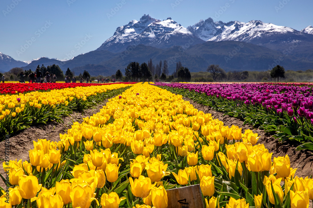 Fototapeta premium Campo de tulipanes en Trevelin, Chubut, Argentina.