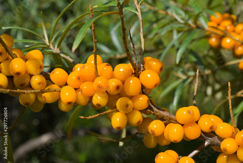 Berries of sea-buckthorn on branch 4