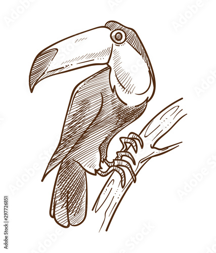 Toucan exotic bird isolated sketch, tropical flying animal